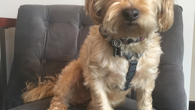 Getting to Know Bagel: Our Office Dog